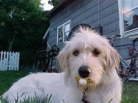 Schnuller Hund