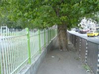 Baum auf Fußgängerweg