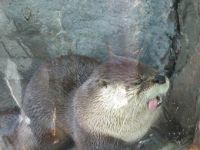 Was macht der Otter da?