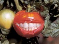 Tomate