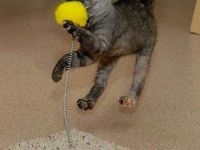 Süße Katze.