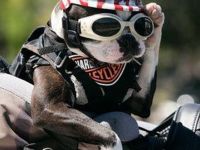 Biker Dog