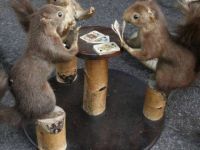 Pokernde Eichhörnchen
