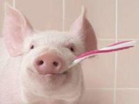 Schwein putzt Zähne