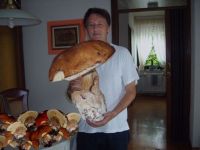 Riesen Pilz