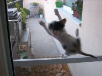 Fliegende Katze.
