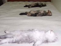 Synchronschlafen