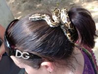 Tierischer Haarschmuck