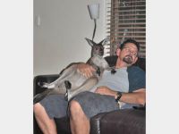 Mit dem Haustier kuscheln