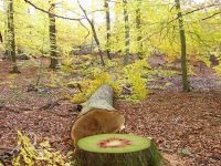Kiwibaum