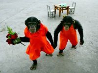 Affen heiraten