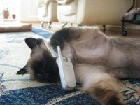 Katze telefoniert