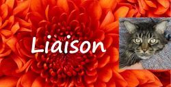 Das ist Liaison